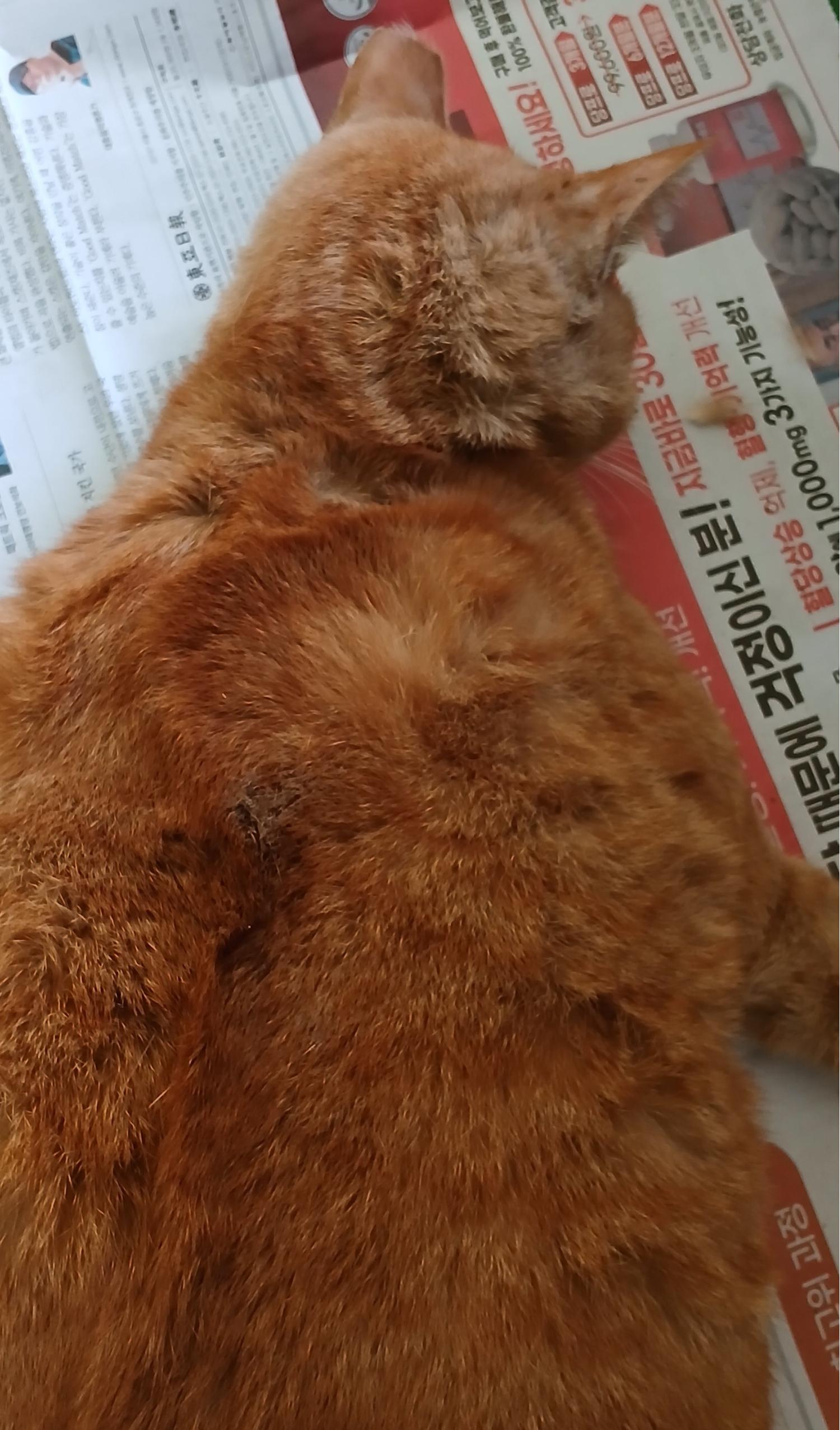대구유기동물보호협회_427347202500111