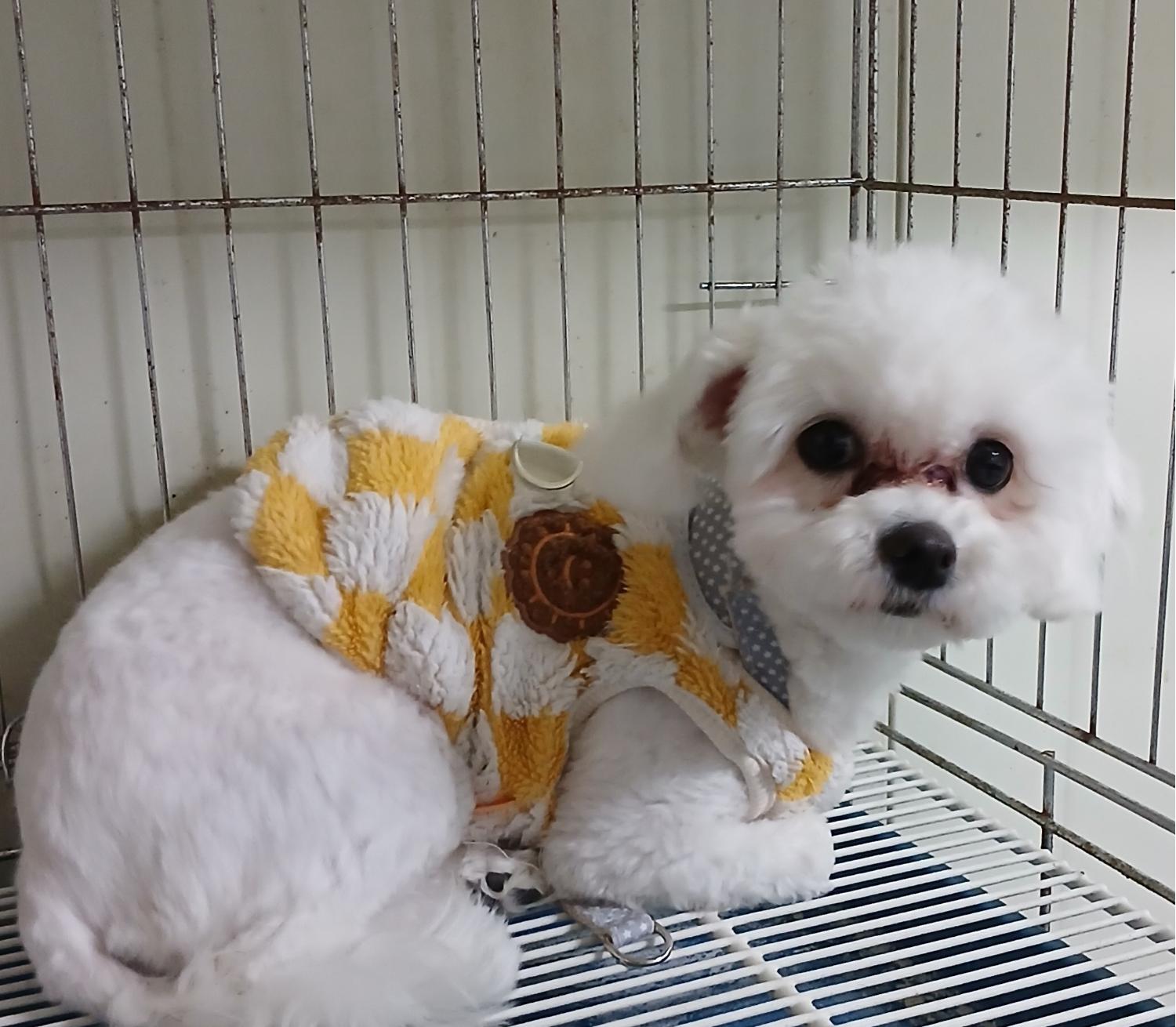 대구유기동물보호협회_427347202500112