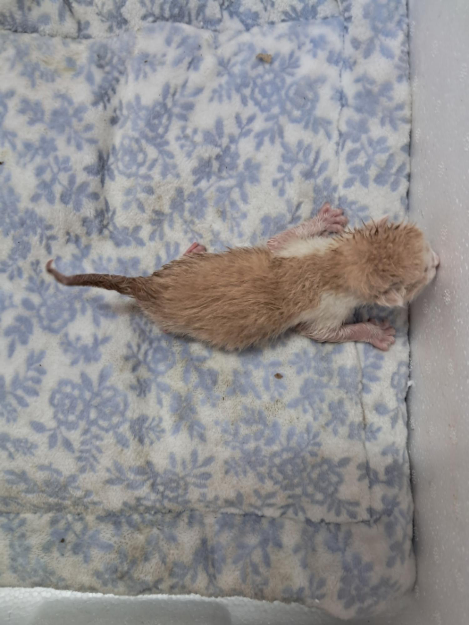 동물보호관리협회_426329202500029