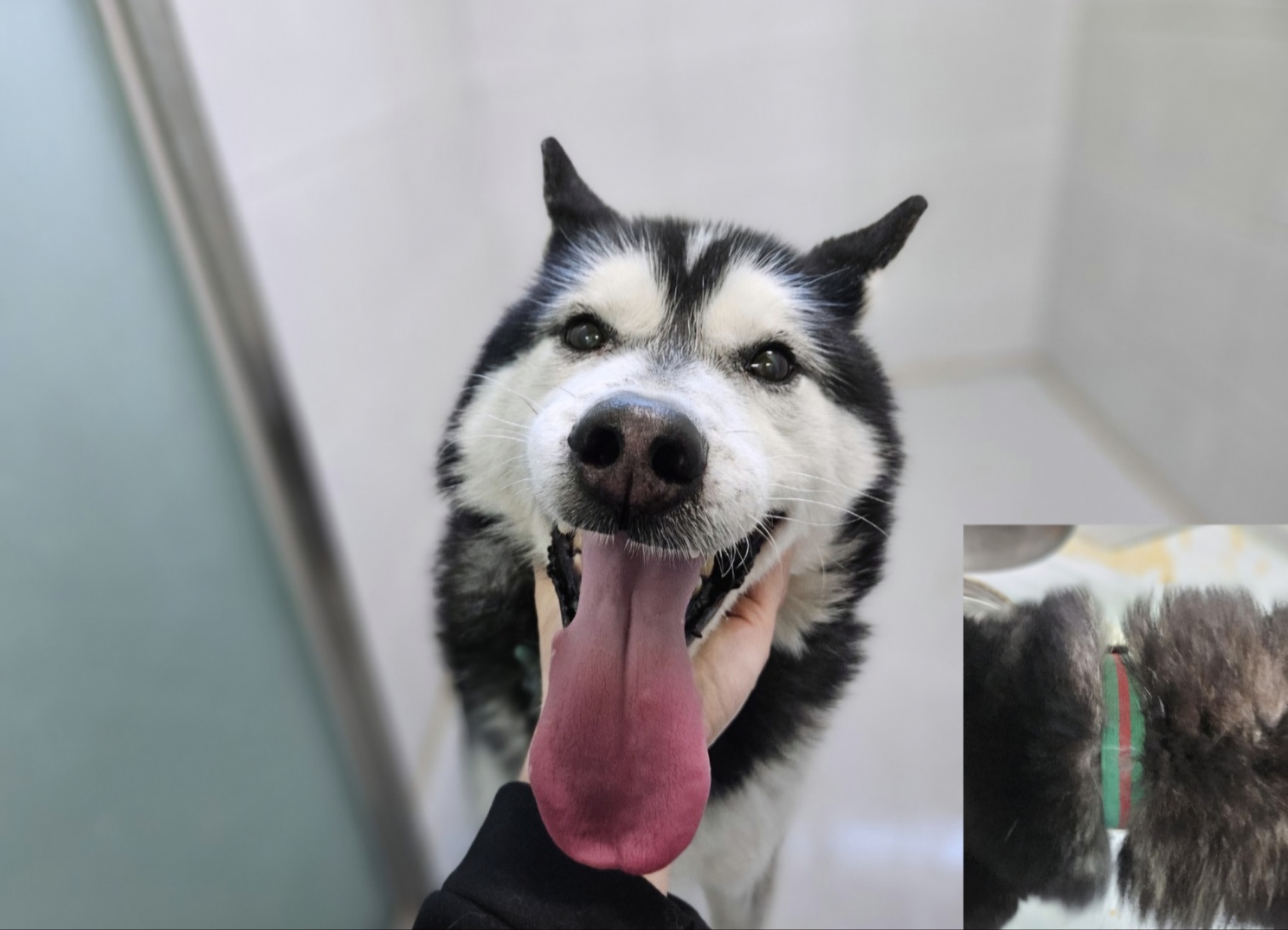 아산동물복지지원센터_444452202500224