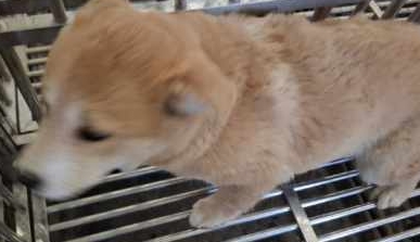 의령군 동물보호센터_448539202500032