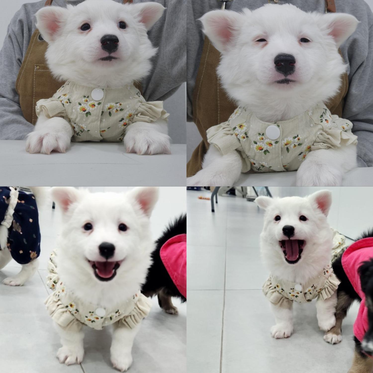 종료(입양) 믹스견…