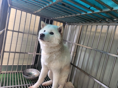 동부유기동물보호협회_426333202500045