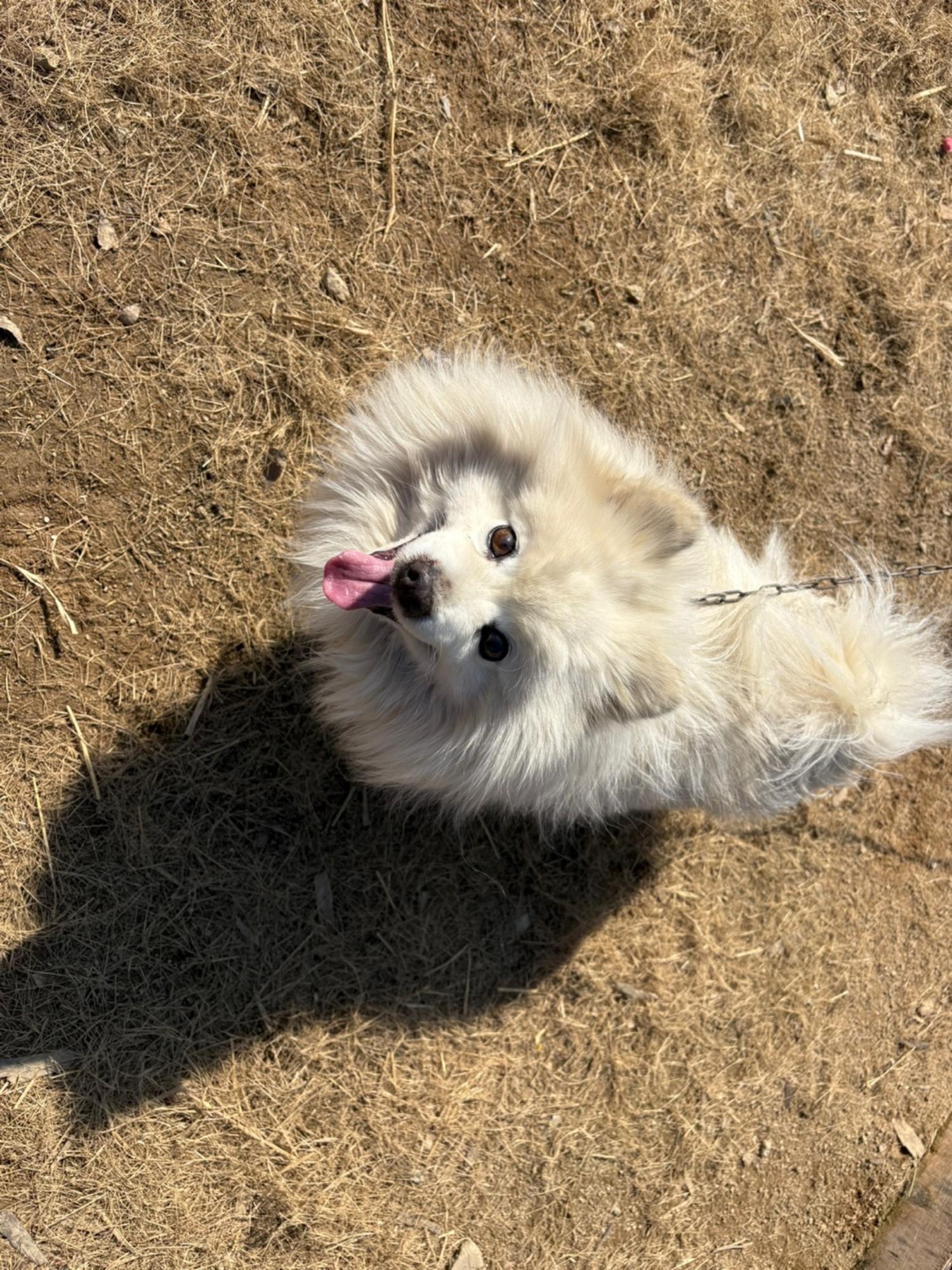 한국야생동물보호협회_441393202500108