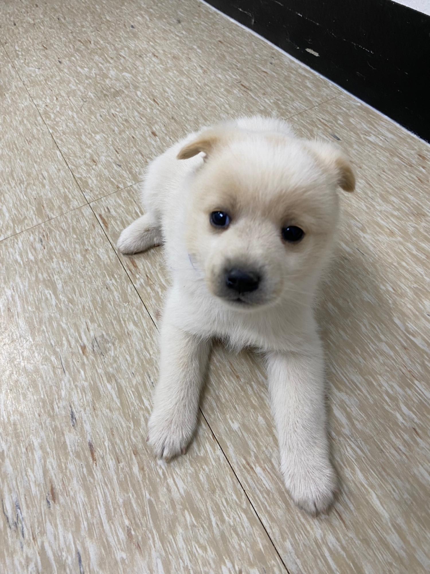 구미시 동물보호센터_447508202500079