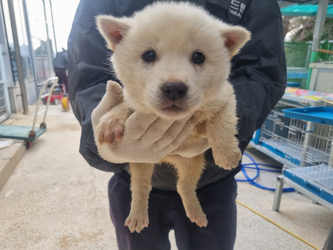 양산시 동물보호센터_448538202500042
