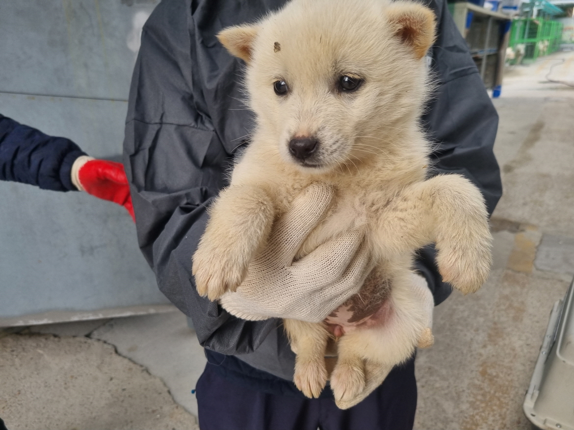 양산시 동물보호센터_448538202500043