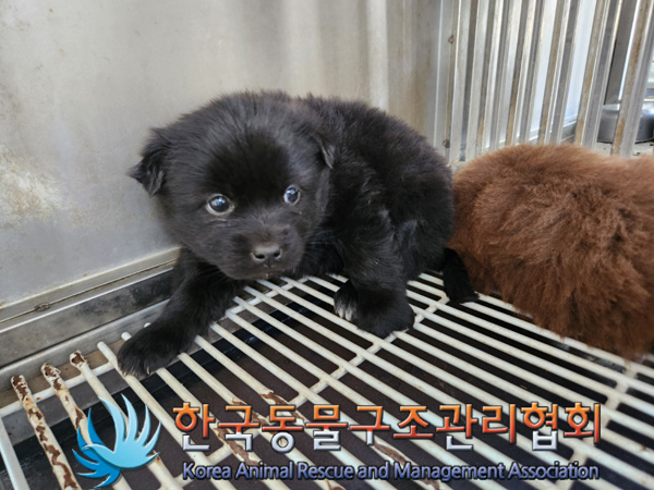 종료(입양) 믹스견…