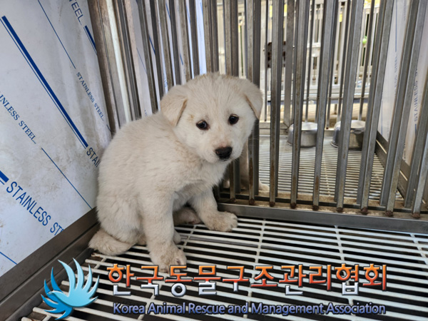 한국동물구조관리협회_441409202500204