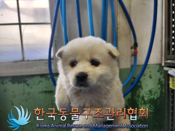 한국동물구조관리협회_441409202500195