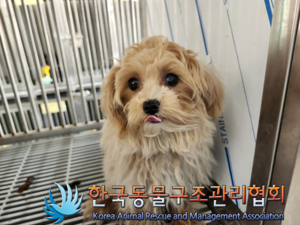 한국동물구조관리협회_411317202500020