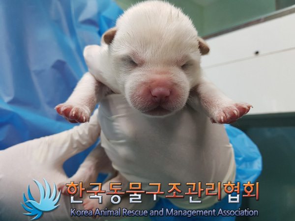 한국동물구조관리협회_441409202500199