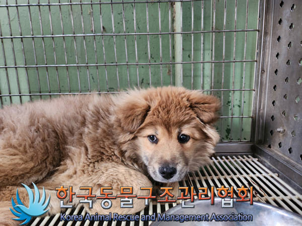 한국동물구조관리협회_441404202500019