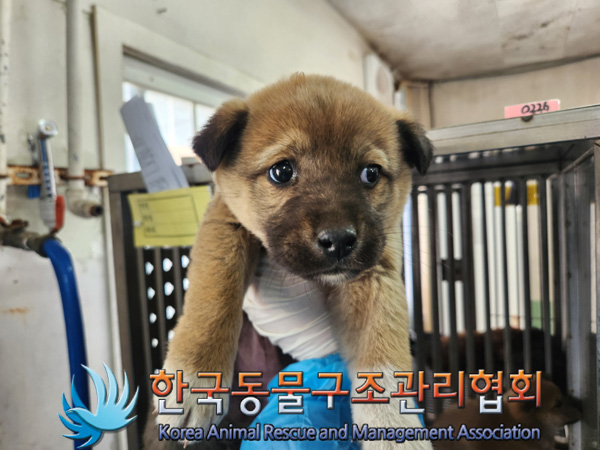 한국동물구조관리협회_411310202500032