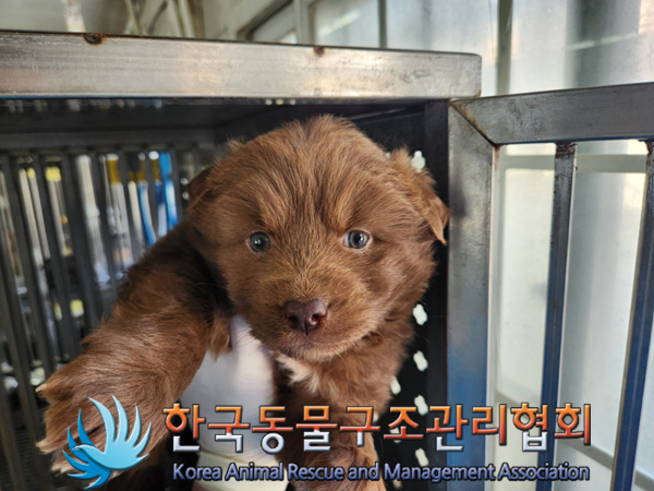 종료(입양) 믹스견…
