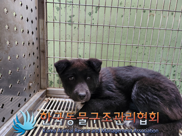 한국동물구조관리협회_441404202500020