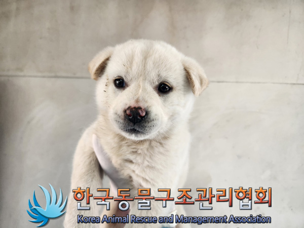 한국동물구조관리협회_441409202500203