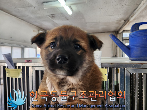한국동물구조관리협회_441409202500197