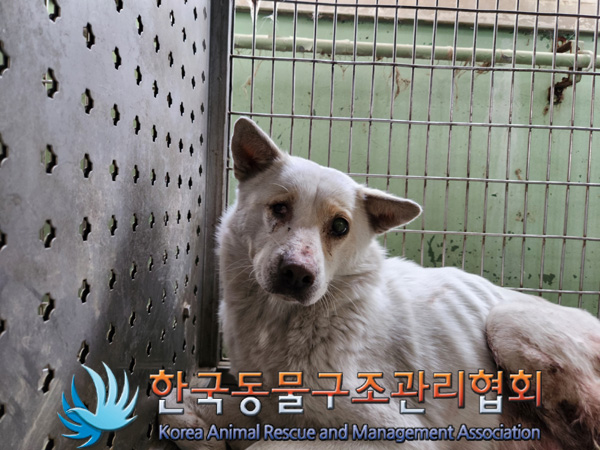 한국동물구조관리협회_411310202500038