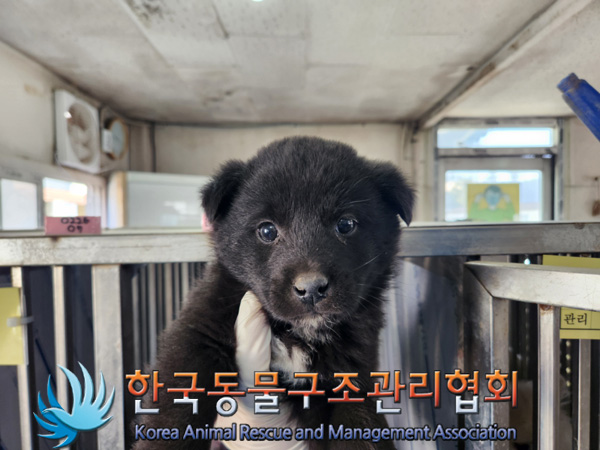 종료(안락사) 믹스…