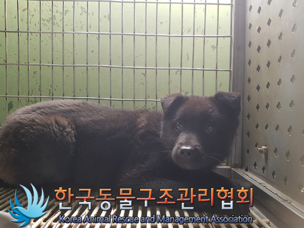 한국동물구조관리협회_441404202500018
