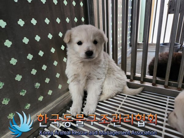 한국동물구조관리협회_441409202500193