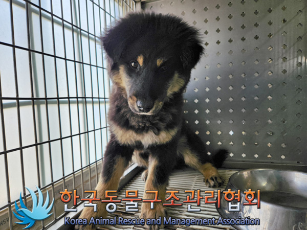 한국동물구조관리협회_411310202500037