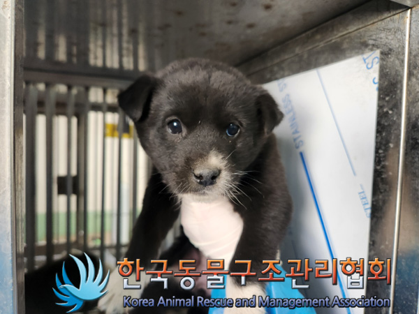 한국동물구조관리협회_411310202500035