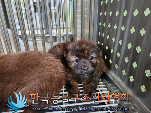 한국동물구조관리협회_441409202500206