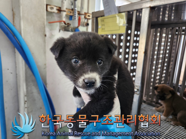 한국동물구조관리협회_411310202500031