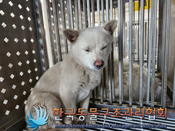 한국동물구조관리협회_441559202500082
