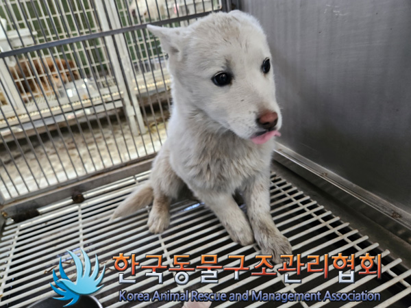 한국동물구조관리협회_441560202500174