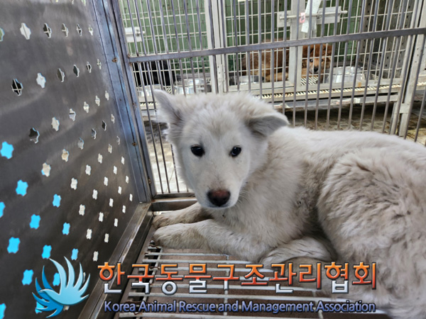 한국동물구조관리협회_441560202500177