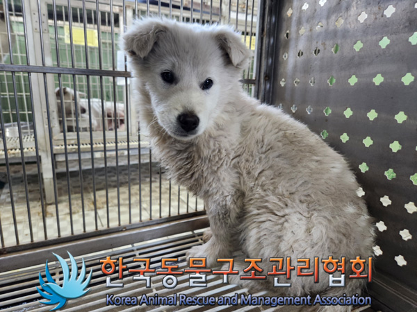 한국동물구조관리협회_441560202500176
