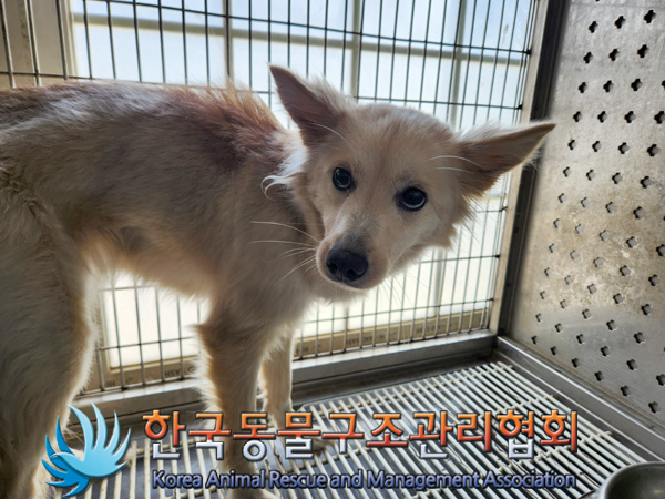 한국동물구조관리협회_441392202500029