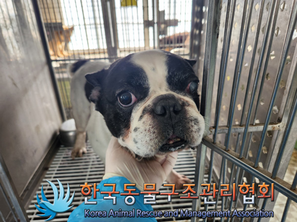 한국동물구조관리협회_441560202500169