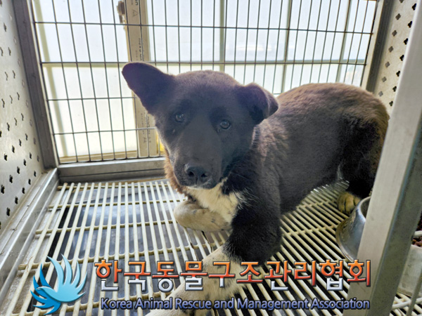 한국동물구조관리협회_441414202500081