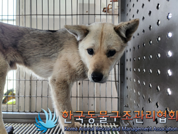 한국동물구조관리협회_441414202500082