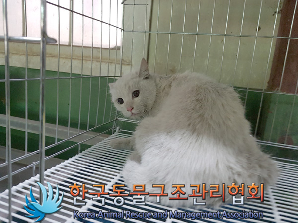 종료(안락사) 터키…