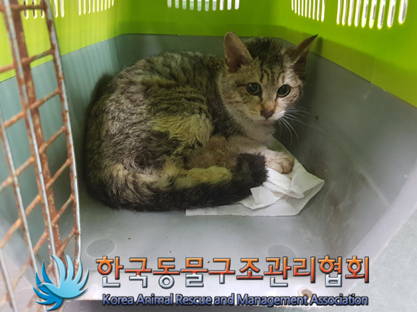 한국동물구조관리협회_441409202500207