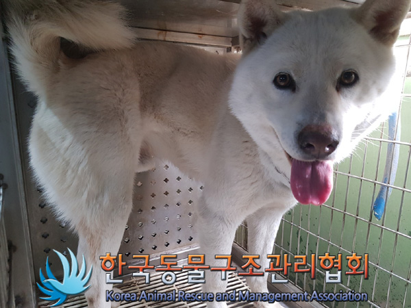 한국동물구조관리협회_411324202500019