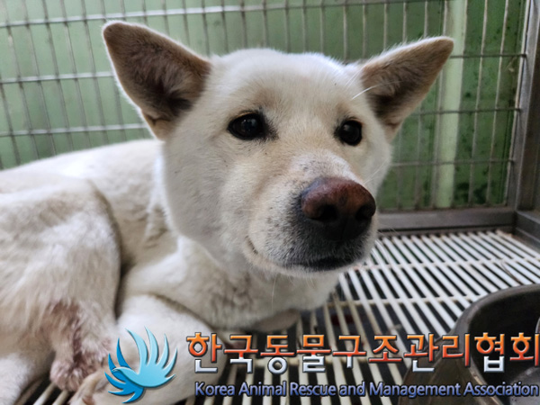 한국동물구조관리협회_441559202500083