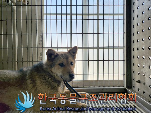 보호중 믹스견의 가…