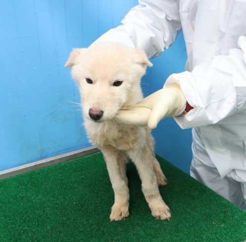 제주 동물보호센터_450650202500434