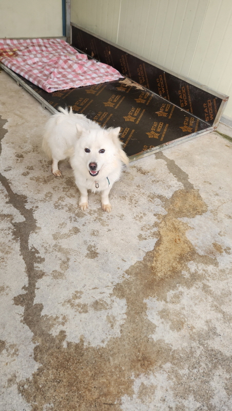 익산유기동물보호소_445468202500305