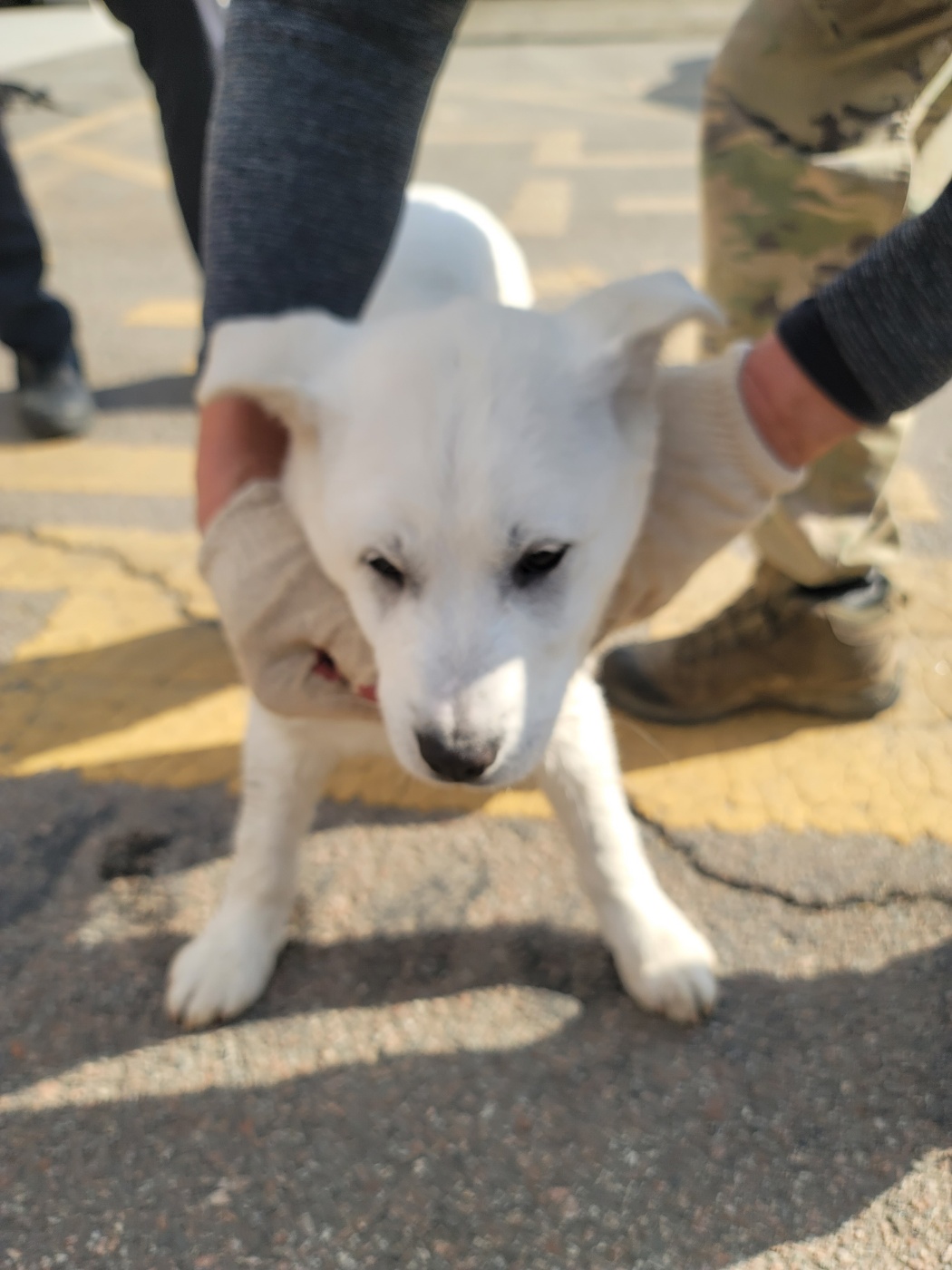 가정견훈련소_443557202500012