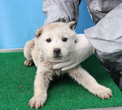 제주 동물보호센터_450650202500435