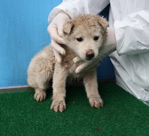 제주 동물보호센터_450650202500436