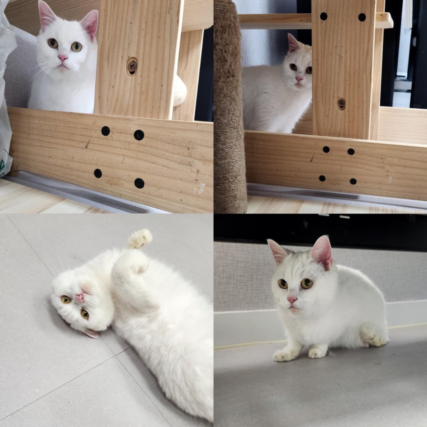 반려동물 입양센터_447508202500083