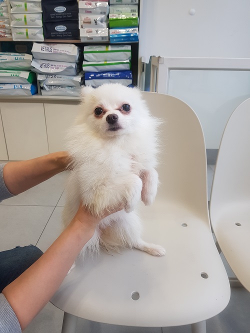 조재진동물병원_428354202500089